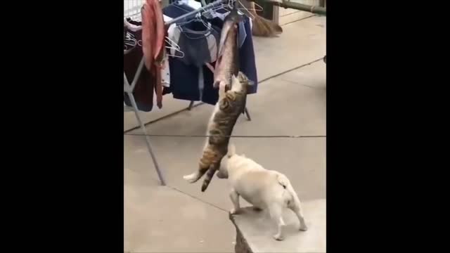 THE CAT SURVIVES THE DOG IN THE FUNNIEST WAY POSSIBLE 😂😂