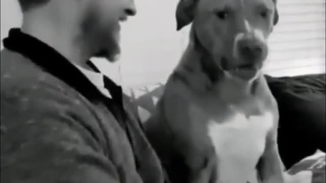 Funny Animals #4