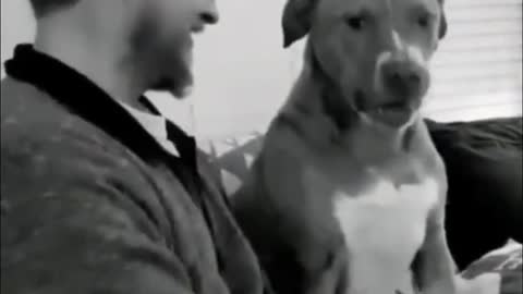 Funny Animals #4