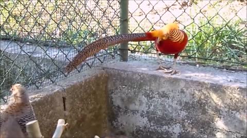 Beautiful Golden Pheasant and Wading Birds