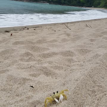 Exotic yellow beach crab!