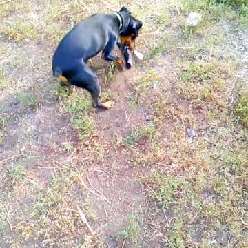 Exercise the snake between the legs and the new tire toy