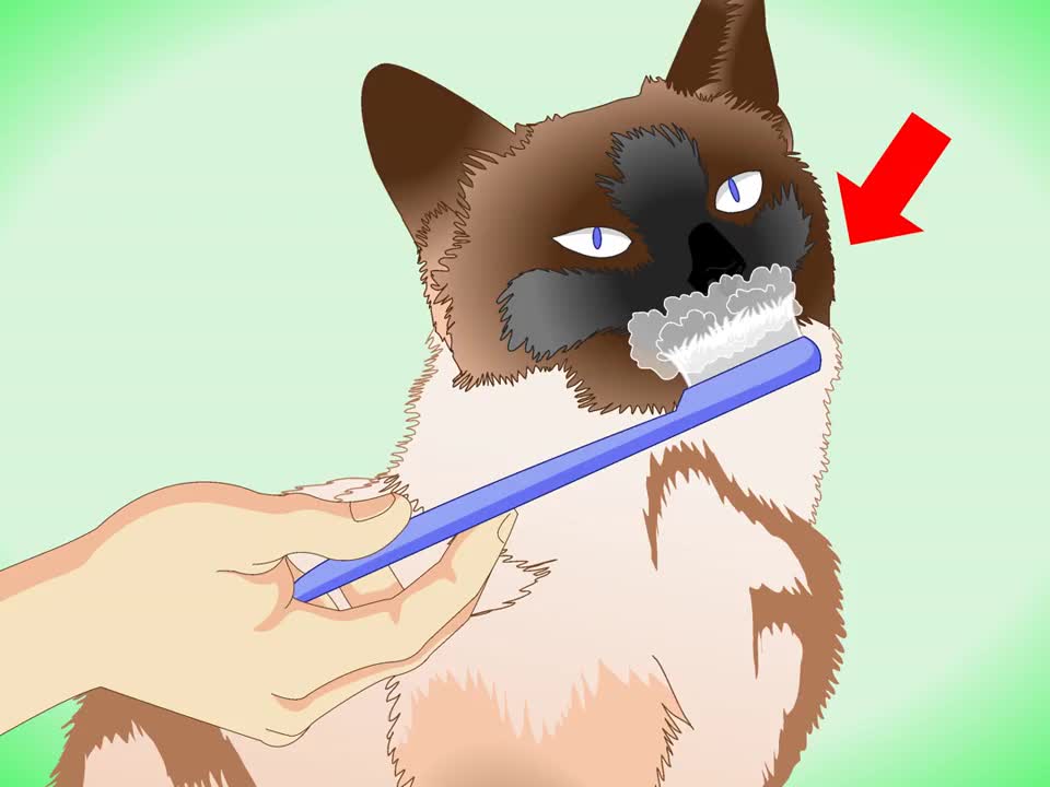 How to groom a siamese cat