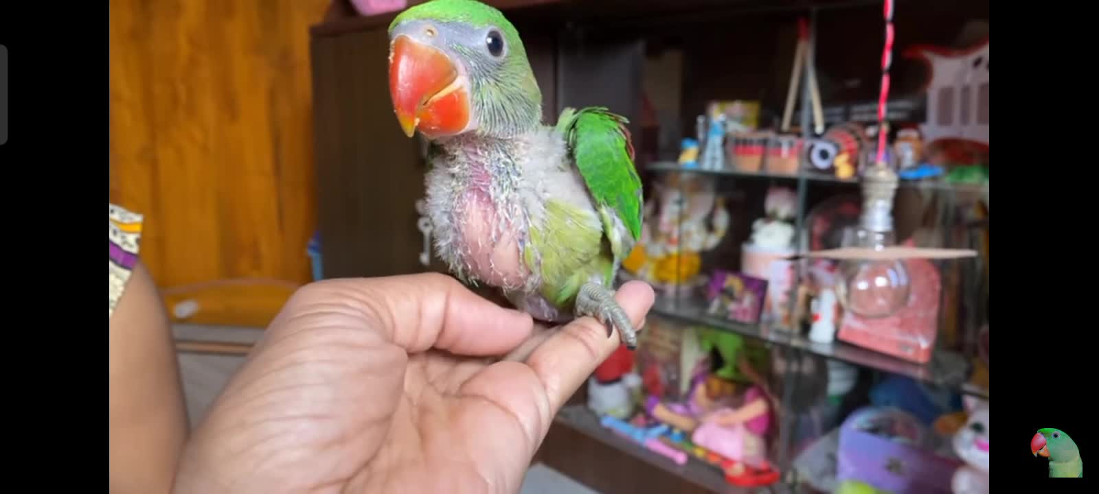 Small parrot