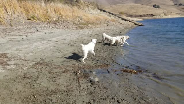 Pyrenees Playing at Lake