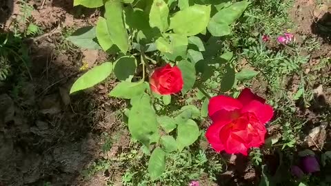 Beautiful flowers and grass, a gift from nature