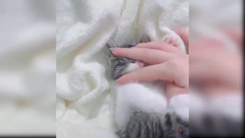 Baby Cats CuteCat Videos Compilation