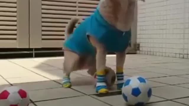 Incredible dog stunts