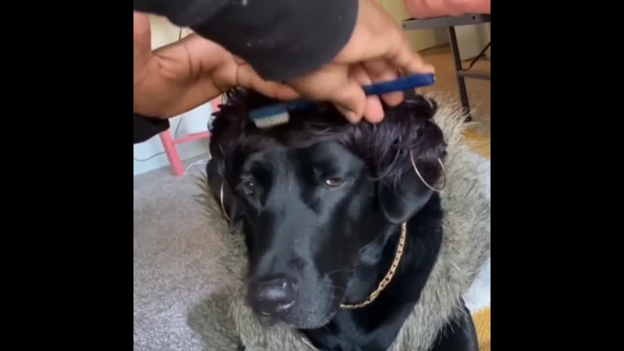 This dogs hairstyle is awesome