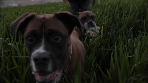 Dogs into the long grass