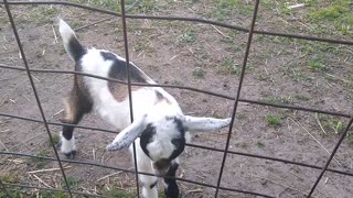 Mamma Alpine goat close up with her two kids