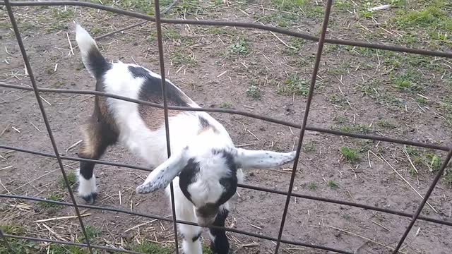 Mamma Alpine goat close up with her two kids