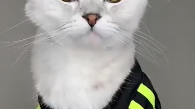 Funniest anime cat