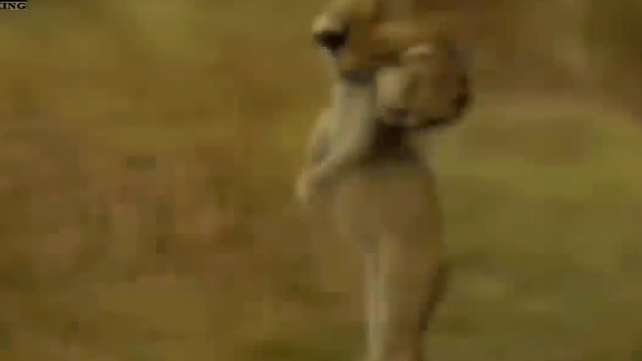 True battle of wild dog and Lions. Cheetah vs impala Lion . Part 2