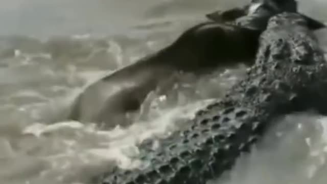 WILD ANIMALS HUNTING PREY COMPILATION RELAX FOR LIFE #30