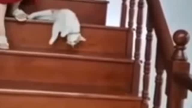 Slimy Cats Through The Stairs