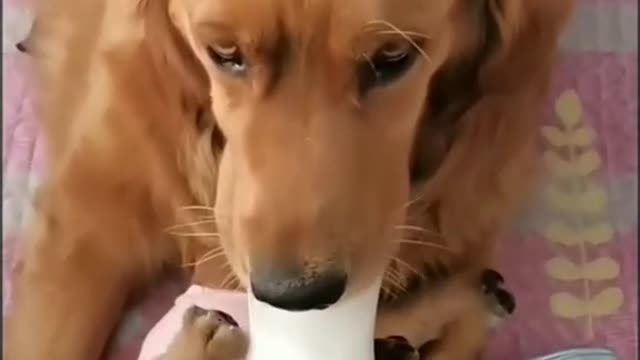 funny dog video