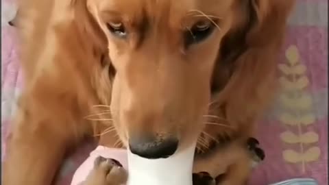 funny dog video