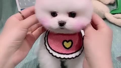 Funny_Cute_Dog_-_Animals_Video