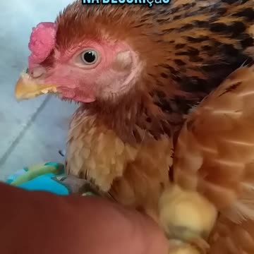 Under the mother's wings. They were born today 03/20/2022. Paraíba-Brazil