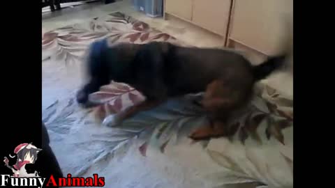 funny dog playing with toys