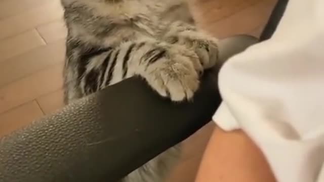 cute cats having fun 😸 watch and fall in love with kittens