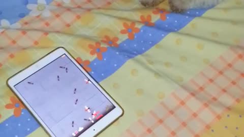 Puppy playing ipad