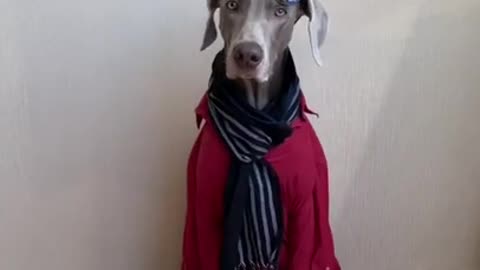 Dog tiktok