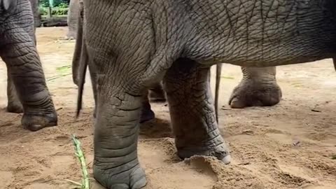 The 6-month-old elephant is very happy to play anything.