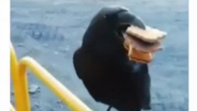 Here is a glutton