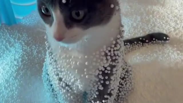 Kitten taking a styrofoam bath