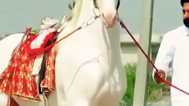 Beautiful horse 🐎🐎#viral &#shorts