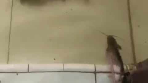 This is a beautiful and charming water-dwelling species