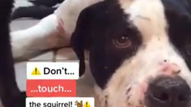 Dog funny video