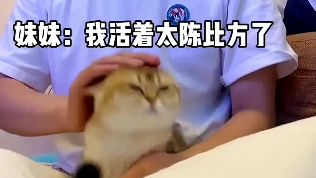 Cute cat video || Compilation #3