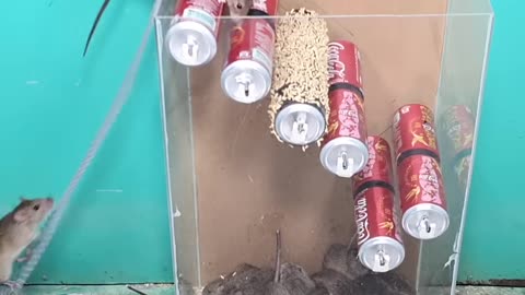 Best Mouse trap trick