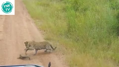 amazing leopard 🐆 attack on monitor lizard 🦎