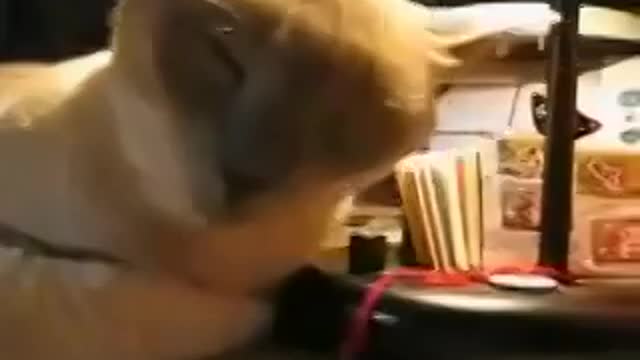 Only 6 seconds, and you will laugh for 5 minutes
