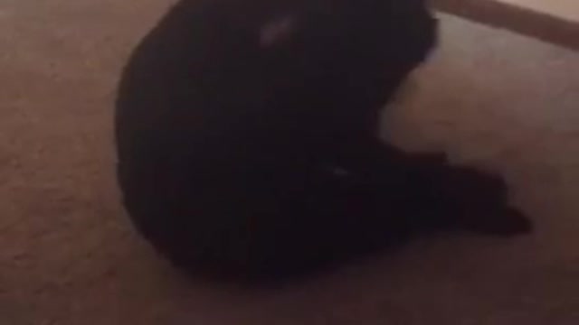 Black dog spinning in circles and biting paws