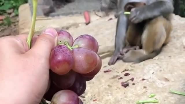 Monkeys eat grapes