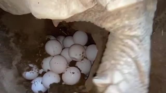 Tortoise laying eggs