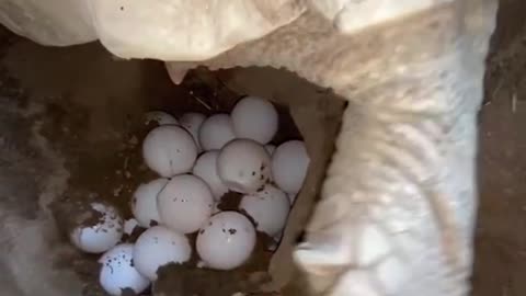 Tortoise laying eggs