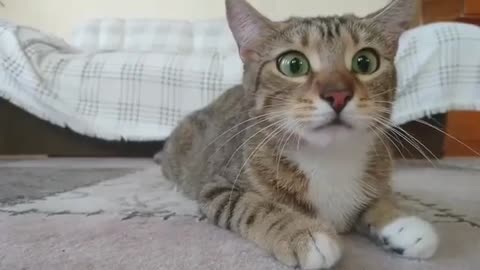 Cat TERRIFIED while watching Horror Movie FUNNY FACE