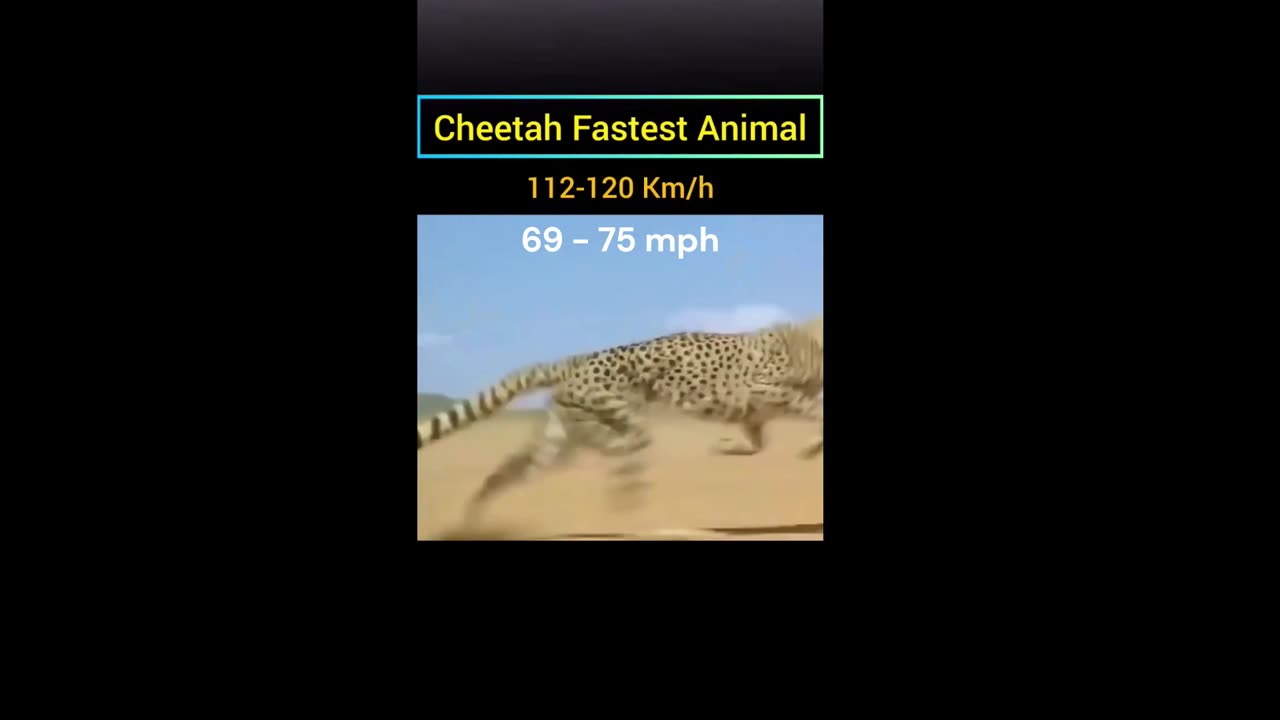 How Fast - Cheetah Fast