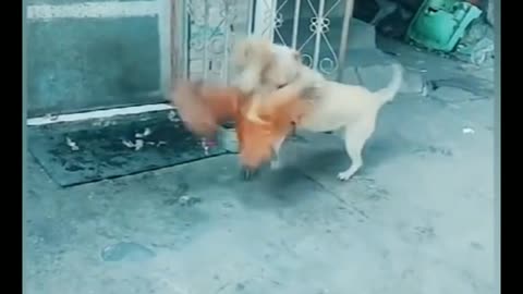 Dog vs Hen Fight 1.