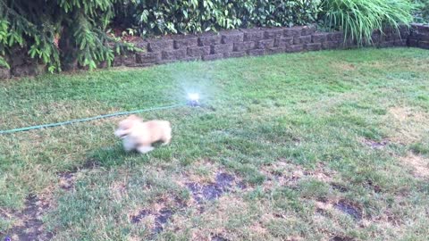 Corgi puppy discovers the sprinkler