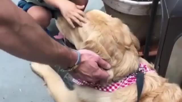 Learning dog mothers and kids