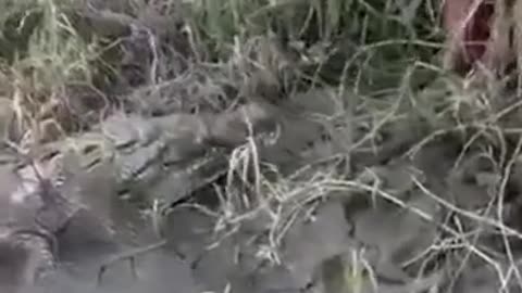 Homem é salvo do Jacaré.