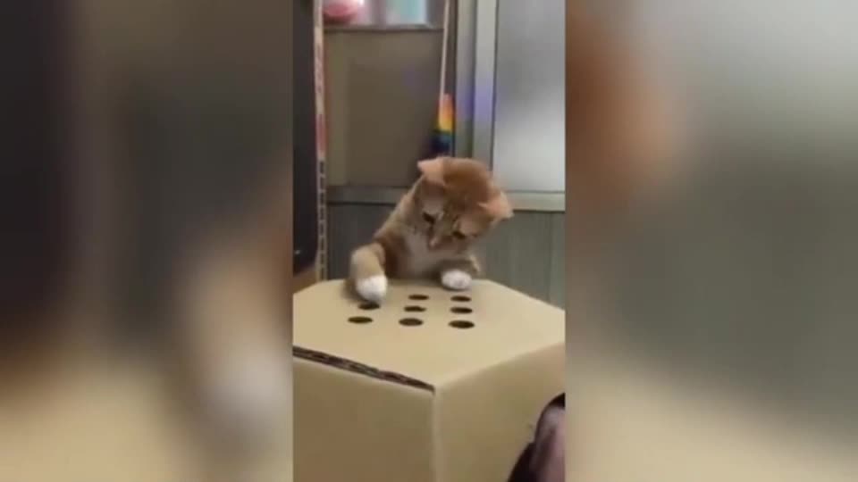 Gatos Tiernos 3