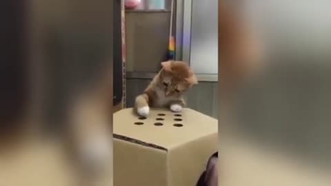 Gatos Tiernos 3